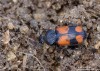 křižák velký (Brouci), Panagaeus cruxmajor (Linnaeus, 1758) (Coleoptera)